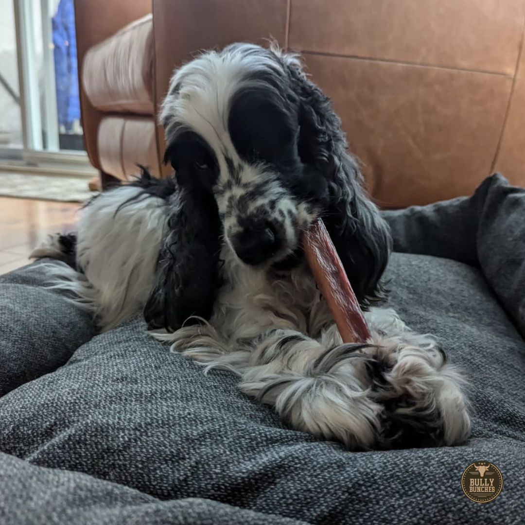 Champion Chew – 5-6 Inch