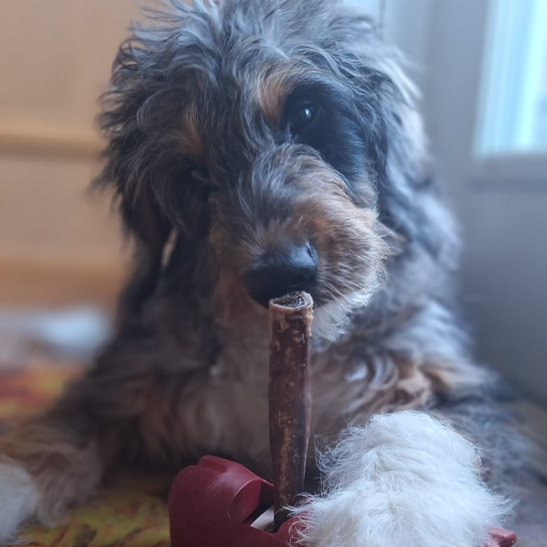 Champion Chew – 5-6 Inch
