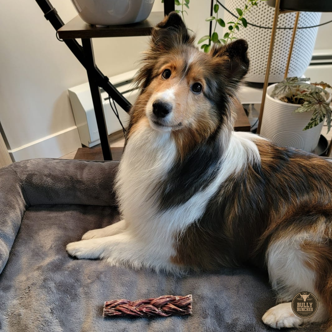 Braided Jerky Stick – 6 Inch