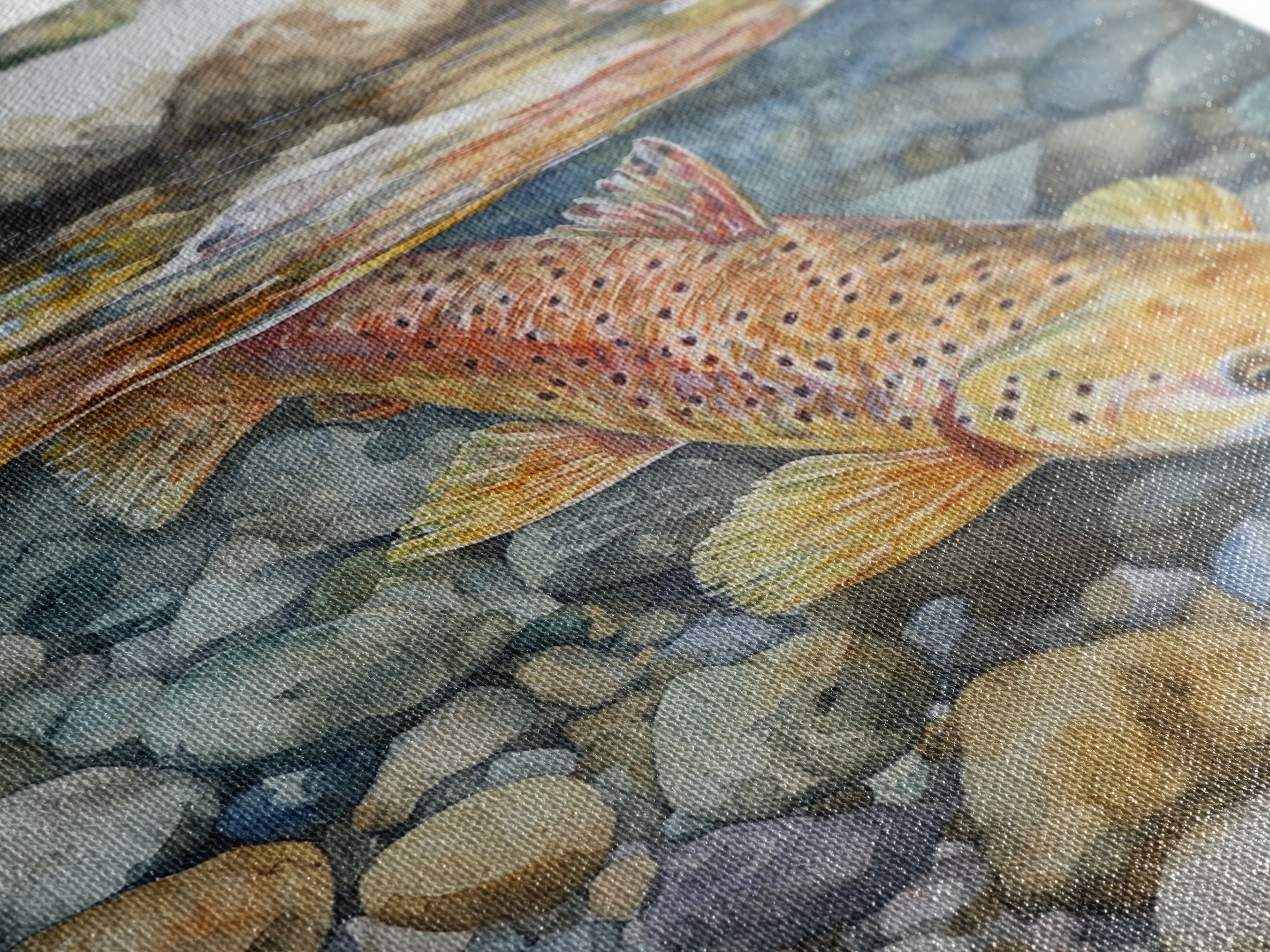 Brown Trout Canvas Print