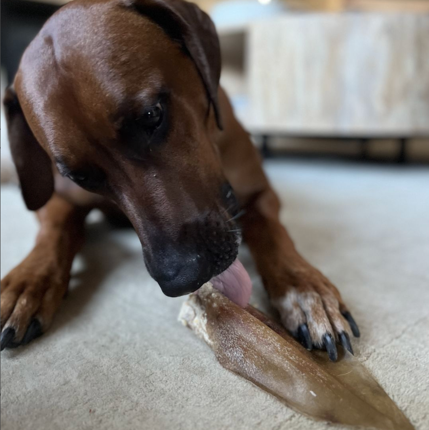 Natural Cow Ear Dog Chew