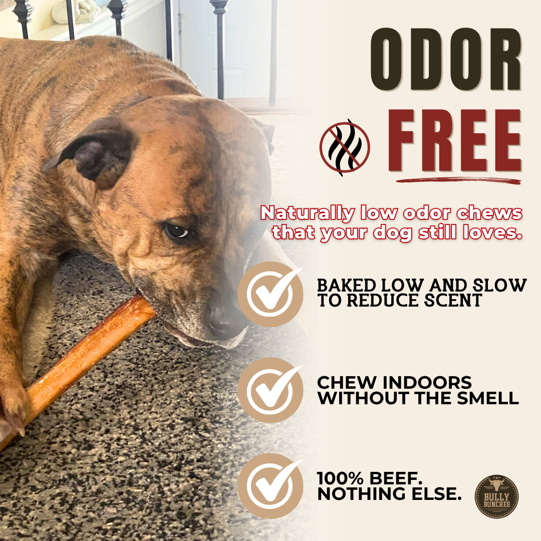 Thick Bully Stick – 12 Inch