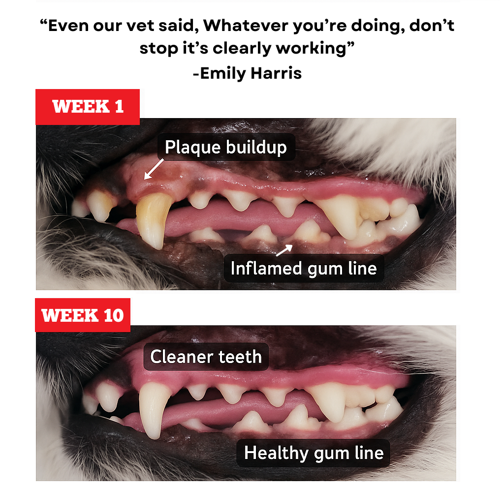 Champion Chew – 5-6 Inch