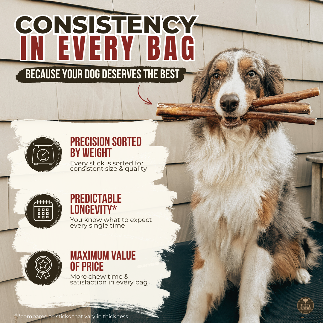 Standard Braided Bully Stick – 12 Inch