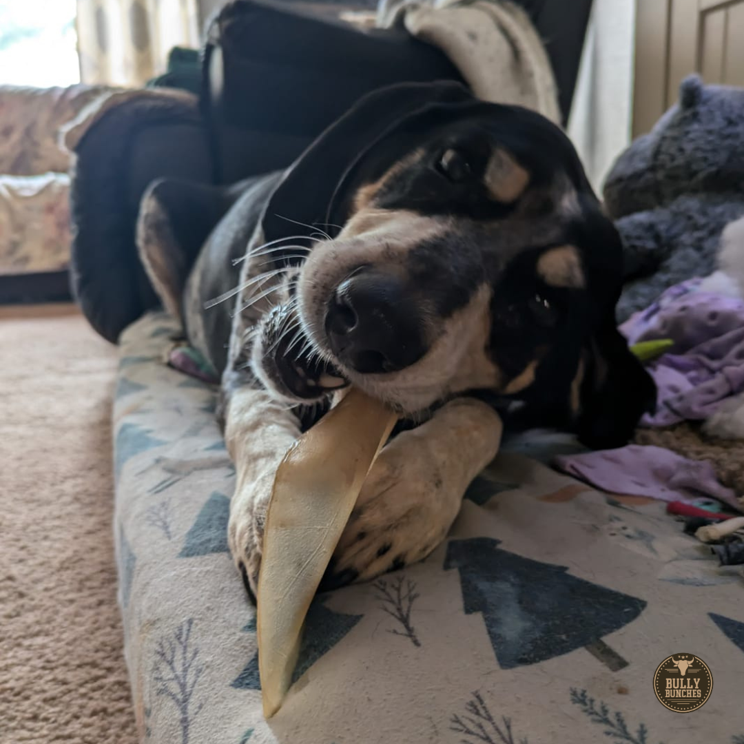 Natural Cow Ear Dog Chew