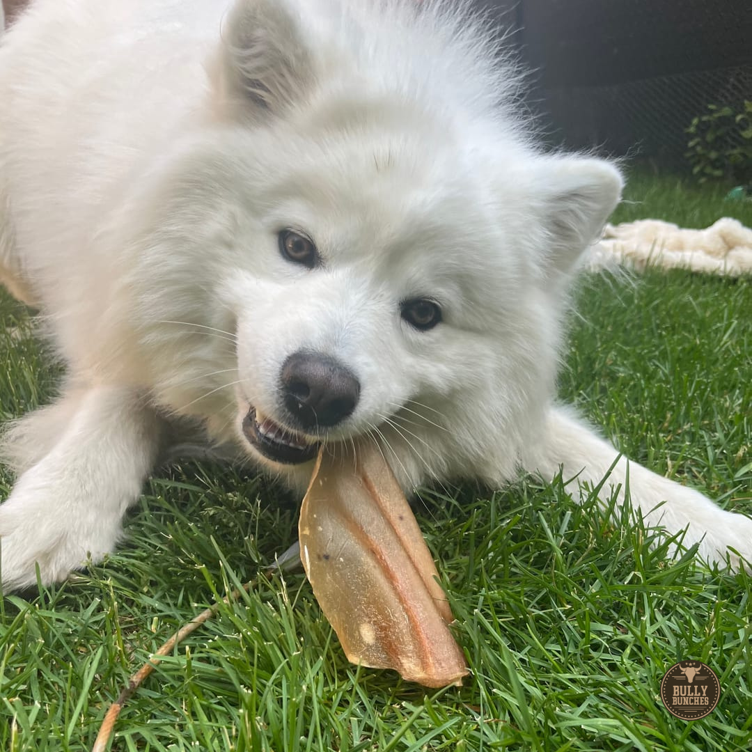 Natural Cow Ear Dog Chew