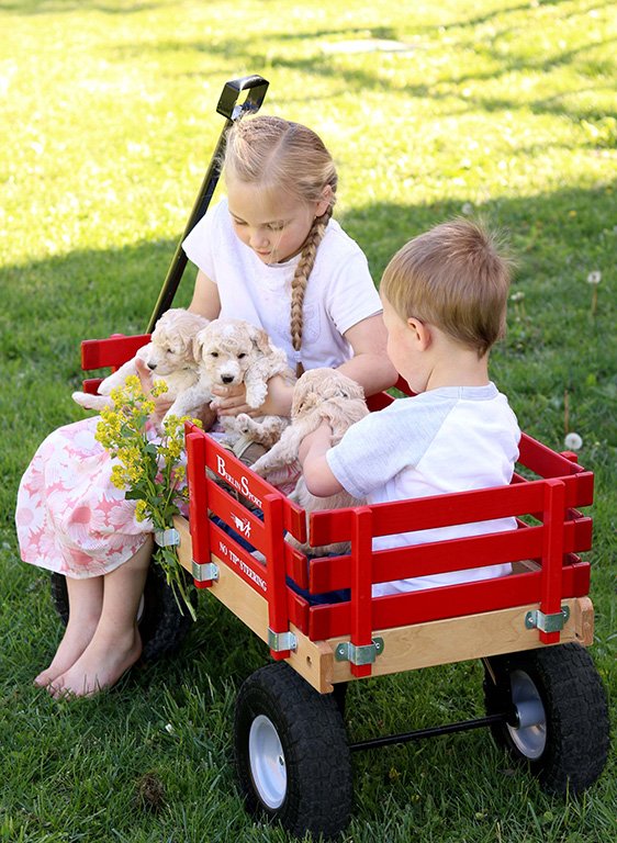 Berlin Flyer F410 Sport Wagon | Amish-Made Wood Wagon, 6 Colors